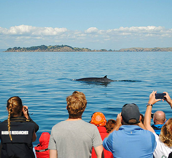 Whale Watching